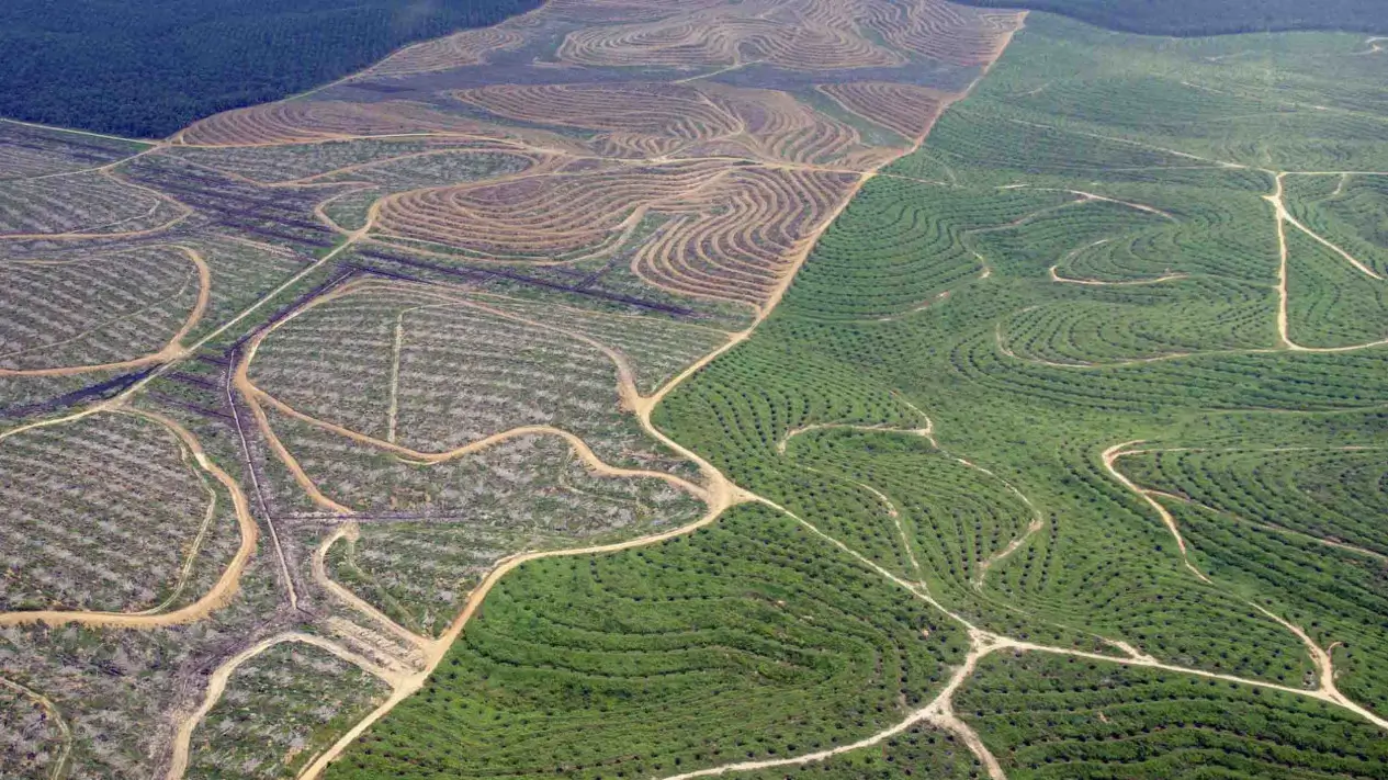 Deforestasi dan Masa Depan Manusia