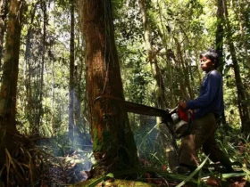 Lanskap hutan gundul dengan batang pohon tumbang dan langit kelabu.