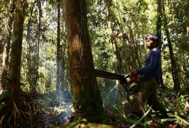 Lanskap hutan gundul dengan batang pohon tumbang dan langit kelabu.
