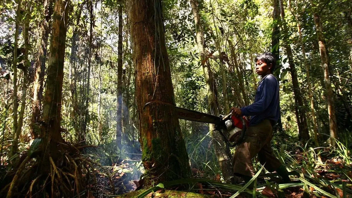 Lanskap hutan gundul dengan batang pohon tumbang dan langit kelabu.