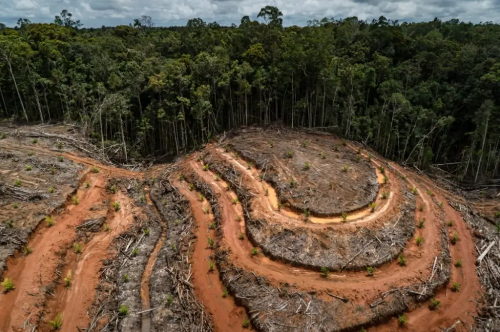 Deforestasi untuk sawit kebutuhan barang harian kita