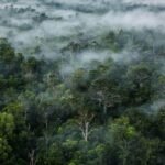 hutan papua untuk sawit