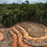 moratorium hutan dan dosa ekologis