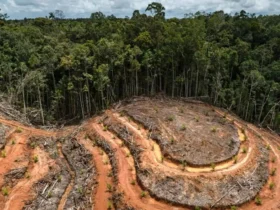 moratorium hutan dan dosa ekologis