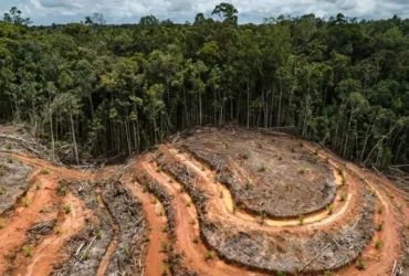 moratorium hutan dan dosa ekologis